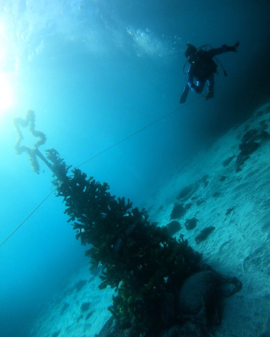 海もクリスマスムード全開。#ダイビング #クリスマス #あまんちゅ 海もクリスマスムード全開。#ダイビング #クリスマス #あまんちゅ