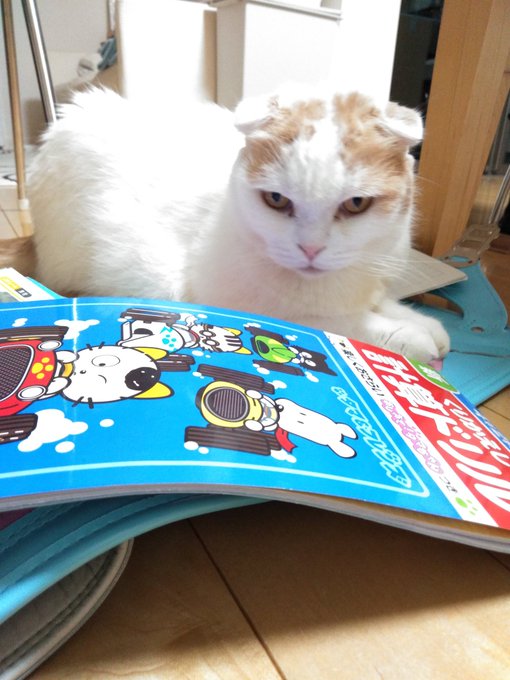 おはようにゃん🎵お姉ちゃんの計算ドリルは『うちのタマ知りませんか?』で、可愛いニャン😸#cat #scottishfol おはようにゃん🎵お姉ちゃんの計算ドリルは『うちのタマ知りませんか?』で、可愛いニャン😸#cat #scottishfol