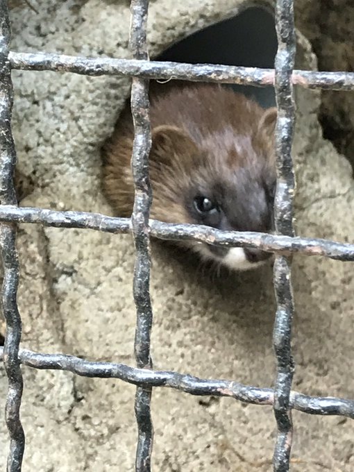 7月オコジョとヤマネの放送日に多摩動物公園へ〜(オコジョは居なかったのでイタチとヤマネに会ってきました)就活で沼津へ(今 7月オコジョとヤマネの放送日に多摩動物公園へ〜(オコジョは居なかったのでイタチとヤマネに会ってきました)就活で沼津へ(今