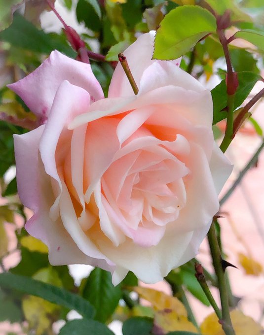 2018.12.7庭薔薇マドモワゼル フランチェスカ クリューガー Mademoiselle Franziska Kru 2018.12.7庭薔薇マドモワゼル フランチェスカ クリューガー Mademoiselle Franziska Kru