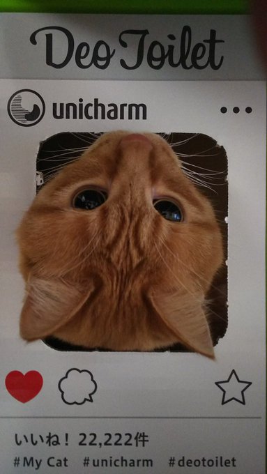 ハヤテ君で、ちょっとお遊びずっと子猫様のトイレを使っていて、手狭だったので、一回り大きな物を新調。包装の段ボールに猫が遊 ハヤテ君で、ちょっとお遊びずっと子猫様のトイレを使っていて、手狭だったので、一回り大きな物を新調。包装の段ボールに猫が遊