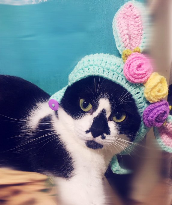 ロマンチックたれみみうさぎしずくちゃん🐰💕🐰💕#猫モフー #ハンドメイド#ゆめかわいい ロマンチックたれみみうさぎしずくちゃん🐰💕🐰💕#猫モフー #ハンドメイド#ゆめかわいい