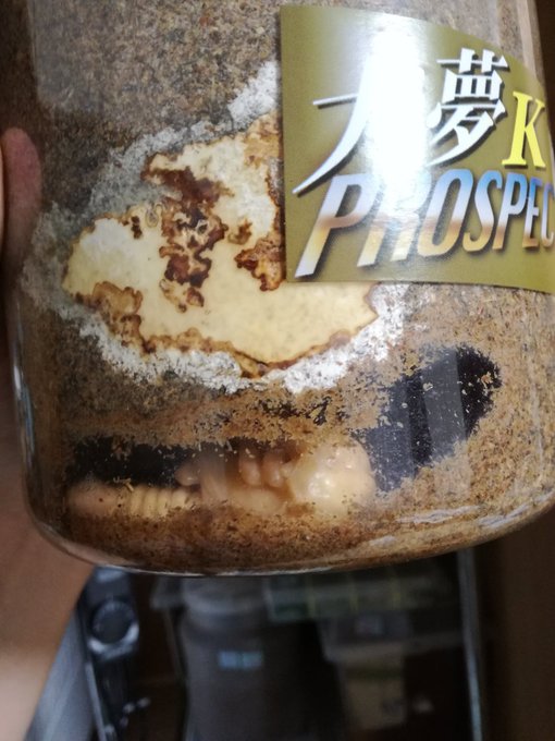 ローゼン蛹化したんですが、しっかり瓶底に蛹室作りました…人工蛹室に移すべきですかね? ローゼン蛹化したんですが、しっかり瓶底に蛹室作りました…人工蛹室に移すべきですかね?