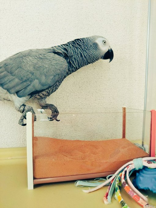 サプリを飲まされるしろみさん🐓に、『良い子だねぇぇ~♥️』『良い子ちゃんでしたっ♥️』ささみさんが優しく声掛けしてくれま サプリを飲まされるしろみさん🐓に、『良い子だねぇぇ~♥️』『良い子ちゃんでしたっ♥️』ささみさんが優しく声掛けしてくれま