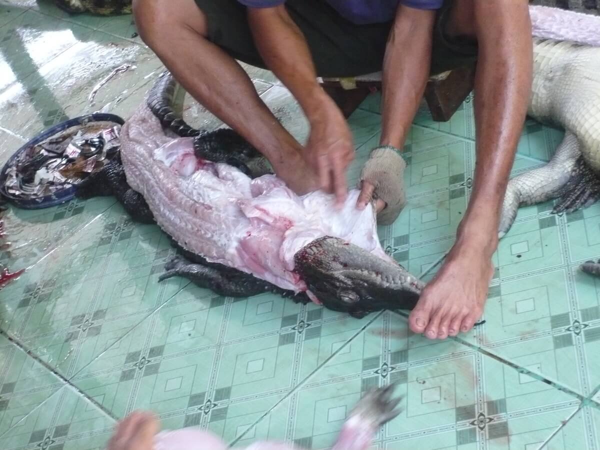 RT @PETAUK: Urge @LVMH to stop selling items made from crocodile and alligator skins:
https://t.co/xL5tDER7z2 https://t.co/1sE9DAmNxz