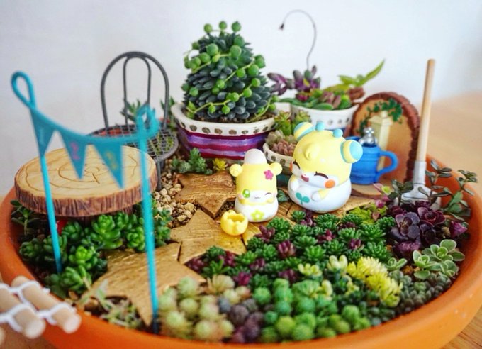 おジョウガーデン🌱🌼#cocotama おジョウガーデン🌱🌼#cocotama