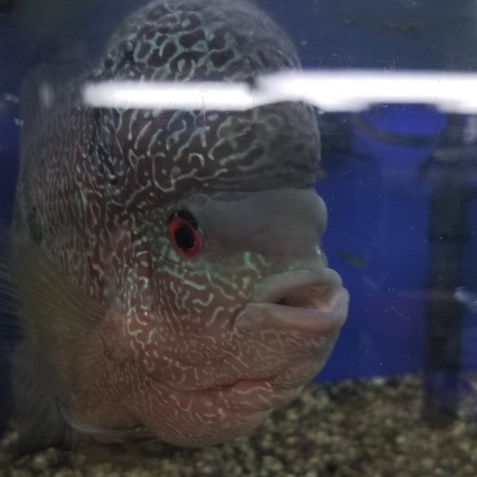 このおデコまるで金魚草!毎回欲しく成ります🎵#鬼灯の冷徹 #金魚草 #熱帯魚 #爬虫類好きと繋がりたい このおデコまるで金魚草!毎回欲しく成ります🎵#鬼灯の冷徹 #金魚草 #熱帯魚 #爬虫類好きと繋がりたい