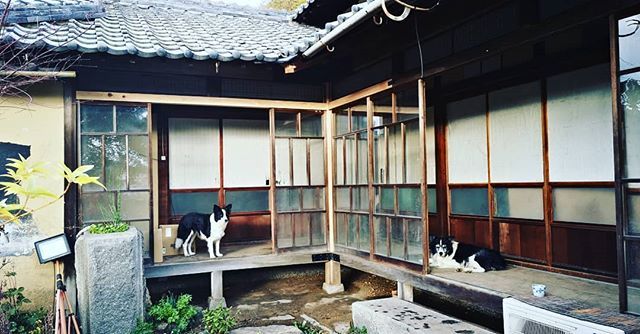おはようございます、今朝も寒いですが、中庭に面したガラス戸全開で冬を楽しんでます。#culturedlife #seto おはようございます、今朝も寒いですが、中庭に面したガラス戸全開で冬を楽しんでます。#culturedlife #seto