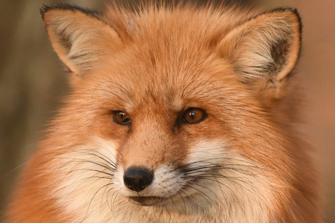 けもフレに出会わなければキツネ村に行く事もわざわざ遠くの動物園に遠征する事も、他のフレンズさんに触発されて上を目指すこと けもフレに出会わなければキツネ村に行く事もわざわざ遠くの動物園に遠征する事も、他のフレンズさんに触発されて上を目指すこと