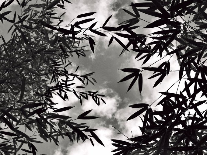Bamboo forest in Switzerlandスイスの竹の森#monochrome #モノクローム Bamboo forest in Switzerlandスイスの竹の森#monochrome #モノクローム