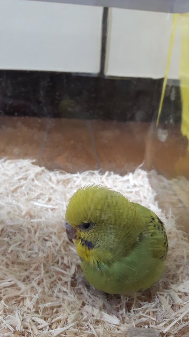 緑のインコやからネギま君! ネーミングセンスが独特やからいつも言われるわ 緑のインコやからネギま君! ネーミングセンスが独特やからいつも言われるわ