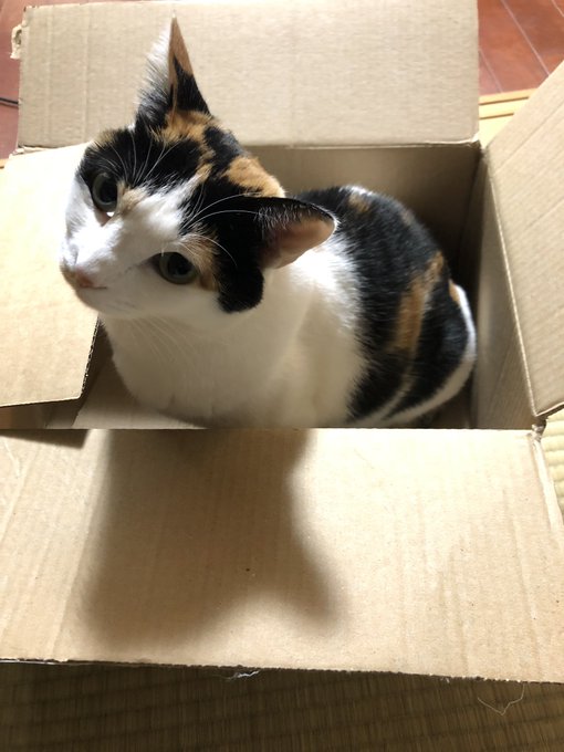 普段ダンボールに興味を示さない変猫わさび、なぜかイギリスから届くプロテインのダンボールは大好きイギリスの匂いがするのかな 普段ダンボールに興味を示さない変猫わさび、なぜかイギリスから届くプロテインのダンボールは大好きイギリスの匂いがするのかな