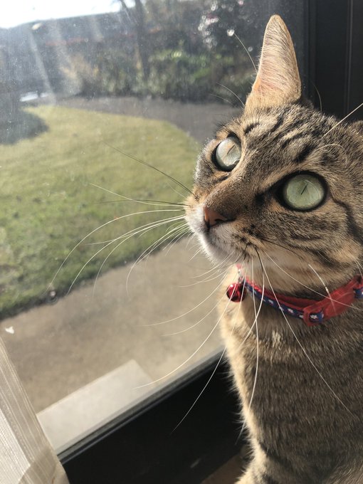 なんでも真似したがりなお年頃ニャル子を真似てバードウオッチング#いまねこ #イマネコ なんでも真似したがりなお年頃ニャル子を真似てバードウオッチング#いまねこ #イマネコ