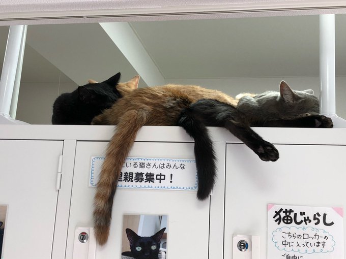 保護猫カフェたまゆらの猫たち。小さめな店舗でゆったり猫と過ごせて良い雰囲気。猫たちもきれいな子が多くて写真撮影が進む。 保護猫カフェたまゆらの猫たち。小さめな店舗でゆったり猫と過ごせて良い雰囲気。猫たちもきれいな子が多くて写真撮影が進む。