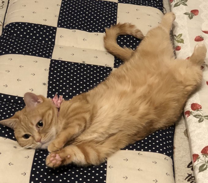 人間に媚びを売るのは大嫌いだけど、ついつい我が家のにゃん子🐈には、チャオチュールやおやつで媚びを売ってしまう私😆💓可愛す 人間に媚びを売るのは大嫌いだけど、ついつい我が家のにゃん子🐈には、チャオチュールやおやつで媚びを売ってしまう私😆💓可愛す