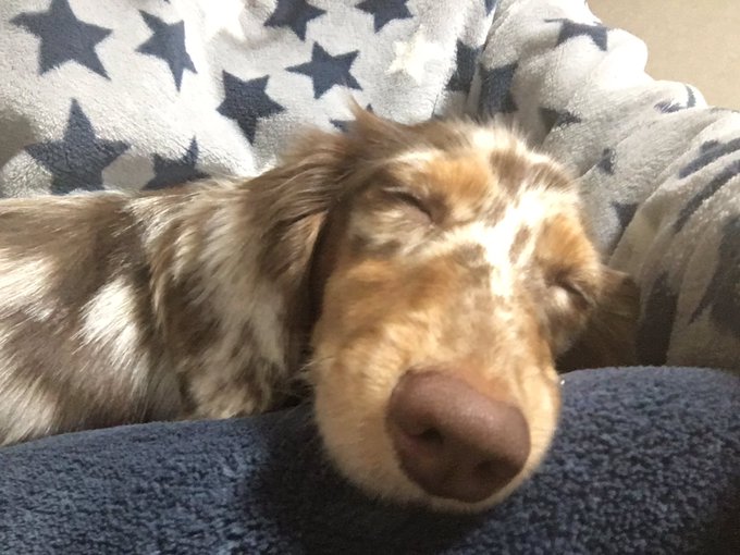 スヌーピーみたいな寝顔の僕です🐶 スヌーピーみたいな寝顔の僕です🐶