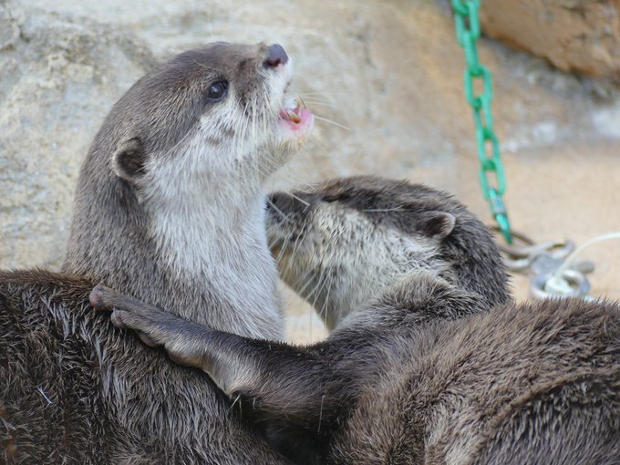 なんかホッとする~😌アトム♡サンゴの暮らしドジョウは中サイズと見た😎神戸市立王子動物園 2018/10/20 アトム12 なんかホッとする~😌アトム♡サンゴの暮らしドジョウは中サイズと見た😎神戸市立王子動物園 2018/10/20 アトム12