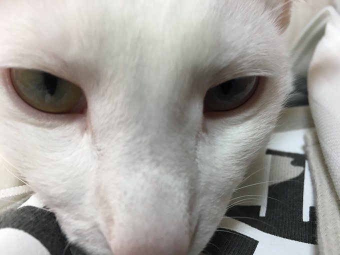愛猫ルルを抱きながら、淹れたてのコーヒーを飲み、鬼平を鑑賞…最高の休日☆#最高の休日#猫#猫大好き#我が家の猫#鬼平犯科 愛猫ルルを抱きながら、淹れたてのコーヒーを飲み、鬼平を鑑賞…最高の休日☆#最高の休日#猫#猫大好き#我が家の猫#鬼平犯科