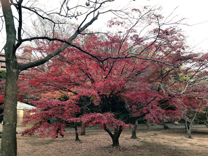 新宿御苑に平成最後の紅葉と言の葉の庭の聖地を見に散歩してきた 新宿御苑に平成最後の紅葉と言の葉の庭の聖地を見に散歩してきた