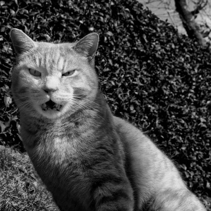 Cat 野良#streetshot #streetsnap #streetpotography #blackan Cat 野良#streetshot #streetsnap #streetpotography #blackan
