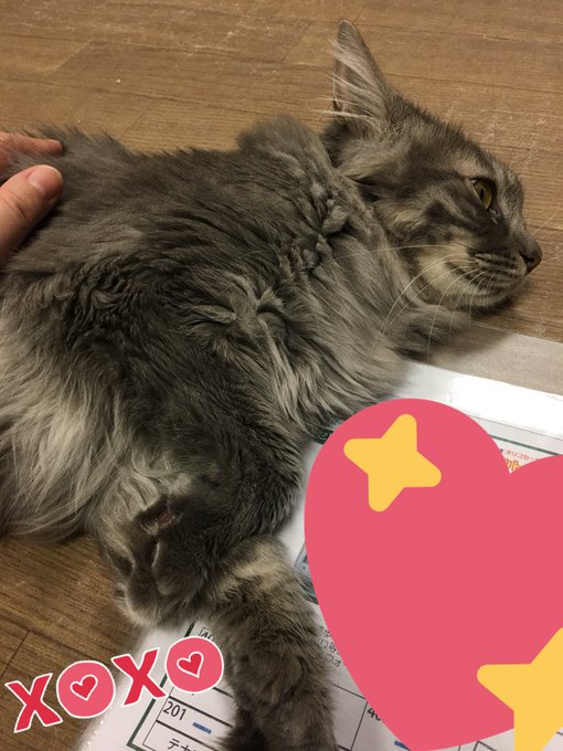 ゴ〜〜ジャス姉妹のみおちゃん&ぎんちゃんいつみてもホント麗しい(*´∀`*)前は警戒されまくっていたけど、みおち ゴ〜〜ジャス姉妹のみおちゃん&ぎんちゃんいつみてもホント麗しい(*´∀`*)前は警戒されまくっていたけど、みおち