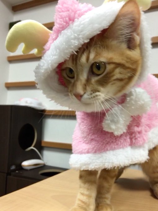 まもなくトライアルのおかきくんイケニャンで衣装も似合ってポージングもバッチリ...!おまけにふみふみしちゃうとか、もうか まもなくトライアルのおかきくんイケニャンで衣装も似合ってポージングもバッチリ...!おまけにふみふみしちゃうとか、もうか