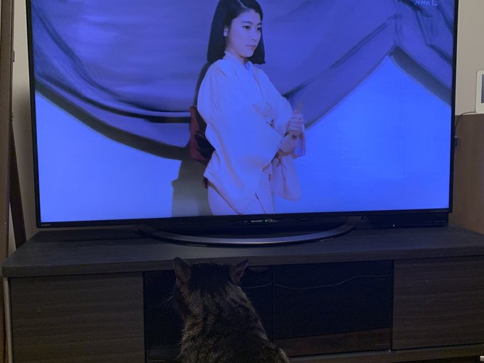 茶太くんも落語心中見てるよwww 茶太くんも落語心中見てるよwww