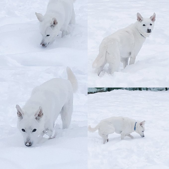 クンクンクンクンひたすら雪の中を探索するリクさん⛄️(リク♂MIX推定12歳) ☆ペットの里の会員になりませんか?目標2 クンクンクンクンひたすら雪の中を探索するリクさん⛄️(リク♂MIX推定12歳) ☆ペットの里の会員になりませんか?目標2