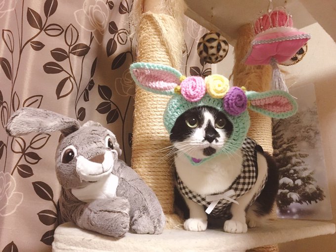 たれ耳うさぎちゃんの帽子をかぶったら、かわいいお友だちができました🐰🐰💕💕しずくちゃん黒目が大きくてお目目クリクリに撮れ たれ耳うさぎちゃんの帽子をかぶったら、かわいいお友だちができました🐰🐰💕💕しずくちゃん黒目が大きくてお目目クリクリに撮れ