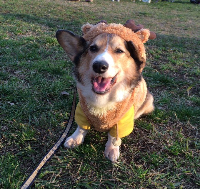 2015年 12歳のアトムです。リンパ腫の治療中でした。最後の大会はクリスマスカップ🎄好きな事をやらせて好きな物を食べさ 2015年 12歳のアトムです。リンパ腫の治療中でした。最後の大会はクリスマスカップ🎄好きな事をやらせて好きな物を食べさ