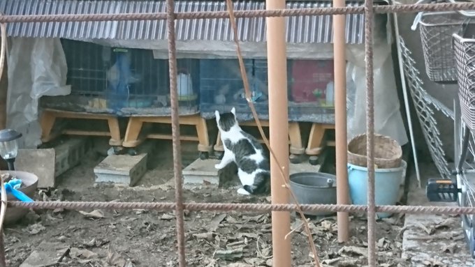 こんばんはฅ•ω•ฅ師走の深夜いかがお過ごしでしょうか?あ、普通寝てる時間ですよね(*^^)v家庭菜園はハヤトウリの種を こんばんはฅ•ω•ฅ師走の深夜いかがお過ごしでしょうか?あ、普通寝てる時間ですよね(*^^)v家庭菜園はハヤトウリの種を