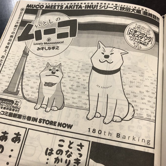 ただいま発売中・講談社イブニングに「いとしのムーコ」第180話掲載されてます。大館・秋田犬編の最終話です。今号は表紙にも ただいま発売中・講談社イブニングに「いとしのムーコ」第180話掲載されてます。大館・秋田犬編の最終話です。今号は表紙にも