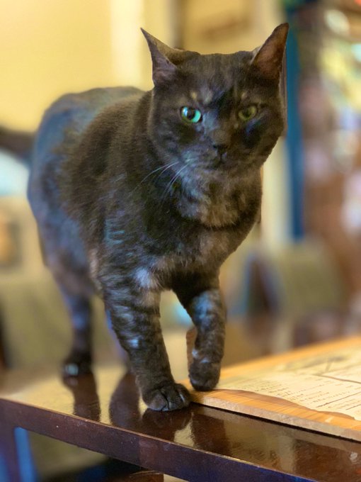 京都市左京区浄土寺のごはんカフェ☕️に行ってきました😺オススメです😋 おうちごはんcafe たまゆらん か 京都市左京区浄土寺のごはんカフェ☕️に行ってきました😺オススメです😋 おうちごはんcafe たまゆらん か