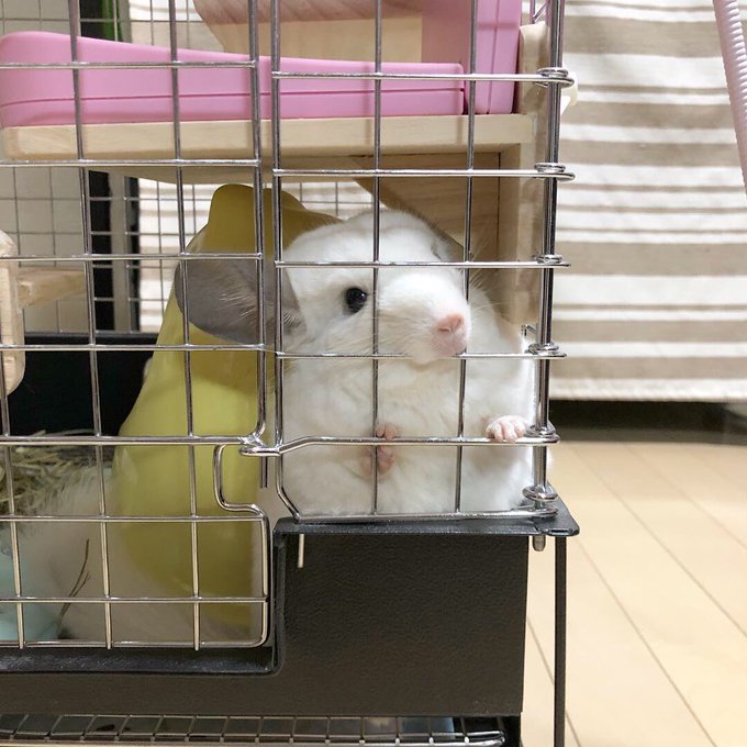トトロさんの部屋んぽが終わる間、別室で待機中のりのさん🐭\すいませ〜〜ん、りのの番はまだですか〜〜/ トトロさんの部屋んぽが終わる間、別室で待機中のりのさん🐭\すいませ〜〜ん、りのの番はまだですか〜〜/