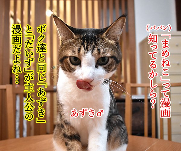 今日もお届けッ!! ねこの写真で4コマ漫画 「『まめねこ』って漫画知ってるかしら?」 4コマブログも更新中ッ!! #あ 今日もお届けッ!! ねこの写真で4コマ漫画 「『まめねこ』って漫画知ってるかしら?」 4コマブログも更新中ッ!! #あ