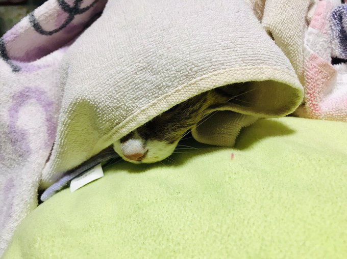 乾燥機から洗濯物取り入れたらダイブするんだけどこれは、猫あるある??笑うちの猫が変猫?笑 乾燥機から洗濯物取り入れたらダイブするんだけどこれは、猫あるある??笑うちの猫が変猫?笑