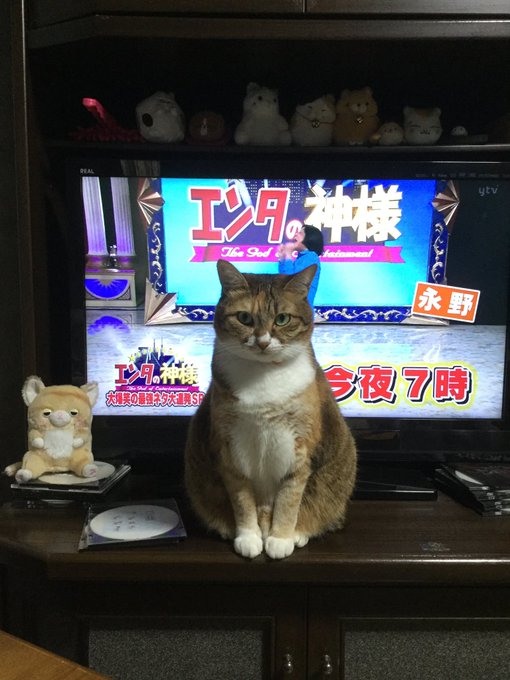 うちの猫が変猫なんやろな、、、、ぜったいに、、、、笑永野より普通にメリーさんが好き〜 ハイ!笑#癖がすごい#変人#へん うちの猫が変猫なんやろな、、、、ぜったいに、、、、笑永野より普通にメリーさんが好き〜 ハイ!笑#癖がすごい#変人#へん