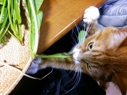 ちっちゃいさん、こんにちは(^-^)/今日は七草です🎵レトルトを試しましたが…何か違う(ー_ー;)今日は晴れてます🎵午 ちっちゃいさん、こんにちは(^-^)/今日は七草です🎵レトルトを試しましたが…何か違う(ー_ー;)今日は晴れてます🎵午