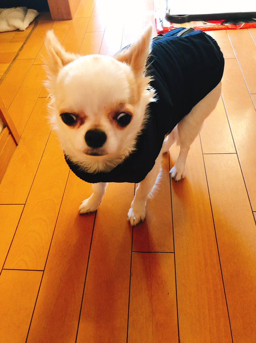 #ママ お兄ちゃん #お姉ちゃん 韓国 #良い子で待ってるよ #お土産楽しみ #チワワ #犬服 #ファッション #毎日日 #ママ お兄ちゃん #お姉ちゃん 韓国 #良い子で待ってるよ #お土産楽しみ #チワワ #犬服 #ファッション #毎日日