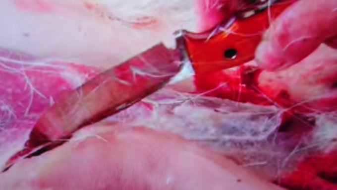 カリギュラ観てると…どっかで見覚えあるなと中根さんのでしたね、鹿の胸骨もザクザクですわ#カリギュラ #ナイフ #中根祥文 カリギュラ観てると…どっかで見覚えあるなと中根さんのでしたね、鹿の胸骨もザクザクですわ#カリギュラ #ナイフ #中根祥文