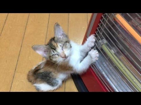 ちっちゃいさん、おはようございます(^-^)/今朝は…冷えてます…寒いですね(*´Д`)防寒をしっかり下さいませ🙇本日 ちっちゃいさん、おはようございます(^-^)/今朝は…冷えてます…寒いですね(*´Д`)防寒をしっかり下さいませ🙇本日