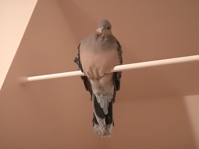 ささみさん放鳥タイム〜🎵のんびりくつろいでね〜😊❤🕊 ささみさん放鳥タイム〜🎵のんびりくつろいでね〜😊❤🕊
