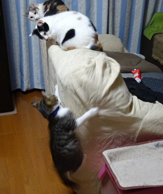 ご飯の支度時に #マロ の面倒を見てくれる #ミケ #ちび 頼もしい #お姉ちゃん 達です^^ピシピシするゲームかな?( ご飯の支度時に #マロ の面倒を見てくれる #ミケ #ちび 頼もしい #お姉ちゃん 達です^^ピシピシするゲームかな?(