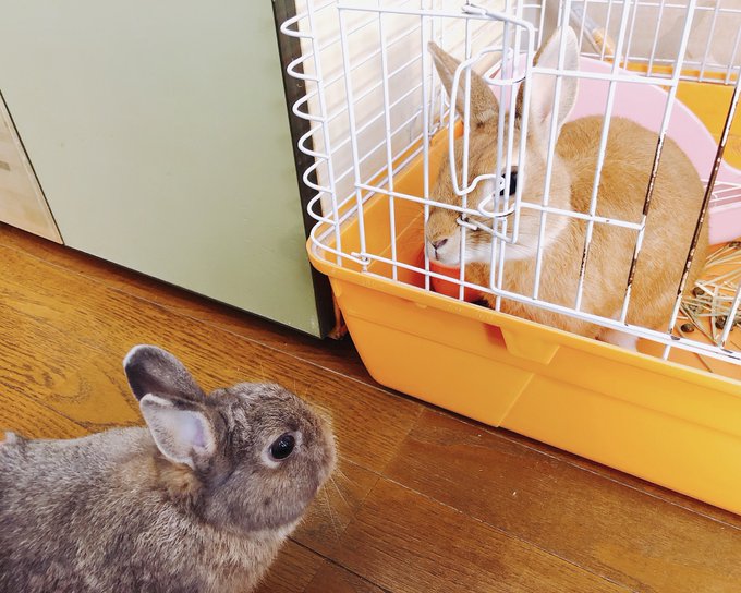 実家のとんすけとお見合い🐰🐰オス同士やし縄張り意識が強すぎて仲良く出来ないみたい…トトロは興味津々で近づいて行くけどとん 実家のとんすけとお見合い🐰🐰オス同士やし縄張り意識が強すぎて仲良く出来ないみたい…トトロは興味津々で近づいて行くけどとん