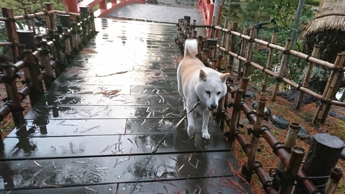 おはようございます あめのなか ときおりひのさすもくようあさ こうえんをおさんぽちゅう せんとうきのばくおんをききながら おはようございます あめのなか ときおりひのさすもくようあさ こうえんをおさんぽちゅう せんとうきのばくおんをききながら