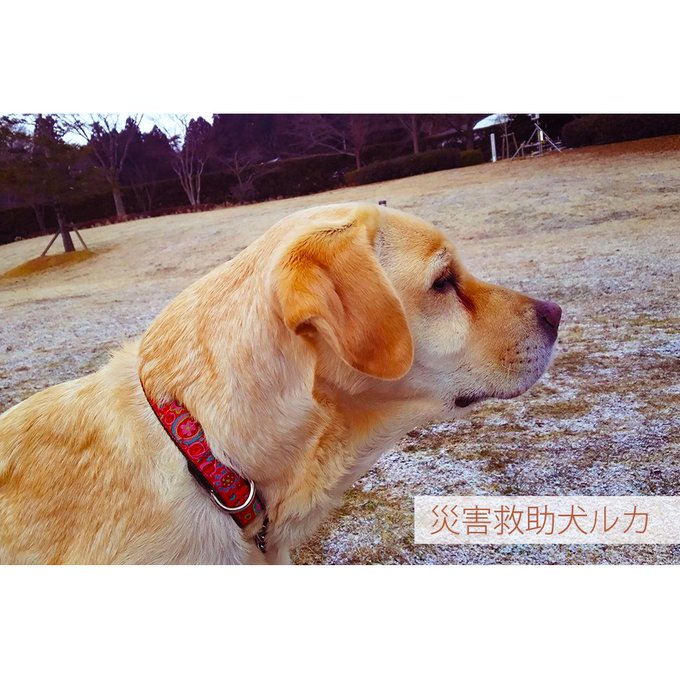 東北文化学園大学では、災害救助犬に関する活動やボランティアを行うサークル「Working Dog’s」が活動しています。 東北文化学園大学では、災害救助犬に関する活動やボランティアを行うサークル「Working Dog’s」が活動しています。