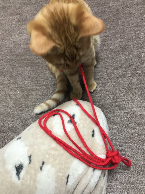 猫のしずくちゃん。赤い紐がお気に入り🍒遊んで欲しい時はくわえて持って来ます🌸帰宅してすぐベットで休憩してた時に紐を持って 猫のしずくちゃん。赤い紐がお気に入り🍒遊んで欲しい時はくわえて持って来ます🌸帰宅してすぐベットで休憩してた時に紐を持って