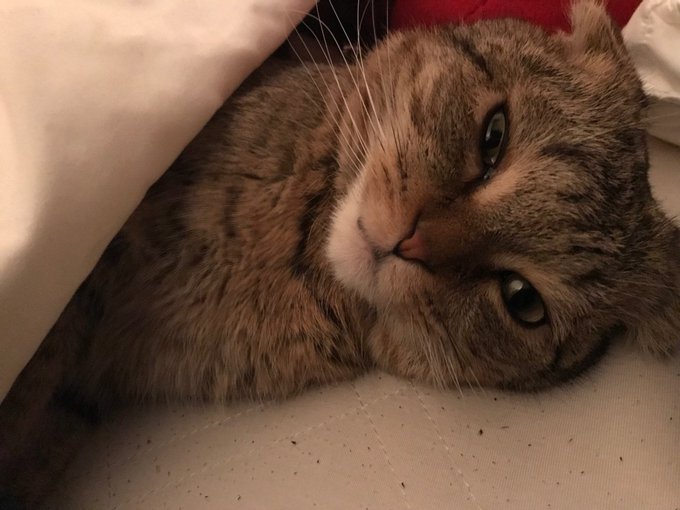 人間のように寝ておりまする笑#cat#猫#ScottishFold#スコティッシュフォールド#Doraemon#ドラえも 人間のように寝ておりまする笑#cat#猫#ScottishFold#スコティッシュフォールド#Doraemon#ドラえも