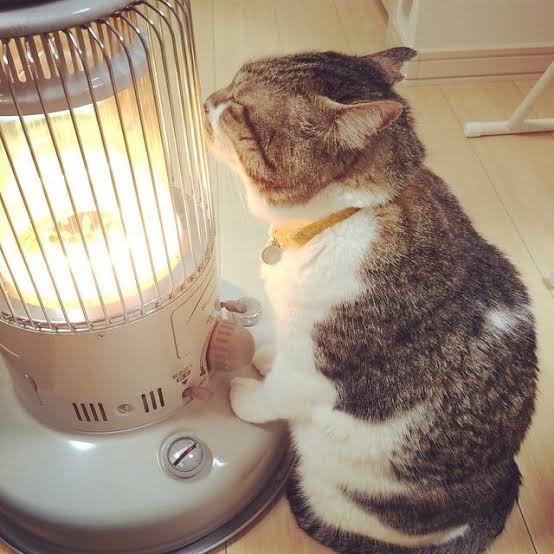 ちっちゃいさん、こんにちは(^-^)/今日は良いお天気です🎵本日も暖かくしてお過ごし下さいませ🙇佳い一日を🎵 ちっちゃいさん、こんにちは(^-^)/今日は良いお天気です🎵本日も暖かくしてお過ごし下さいませ🙇佳い一日を🎵