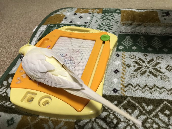 最近外で見かけるオナガ、ウチのオナガ鳥(オカメインコ・まさはる)より大きい気がする。#オカメインコ#ゴマちゃん 最近外で見かけるオナガ、ウチのオナガ鳥(オカメインコ・まさはる)より大きい気がする。#オカメインコ#ゴマちゃん